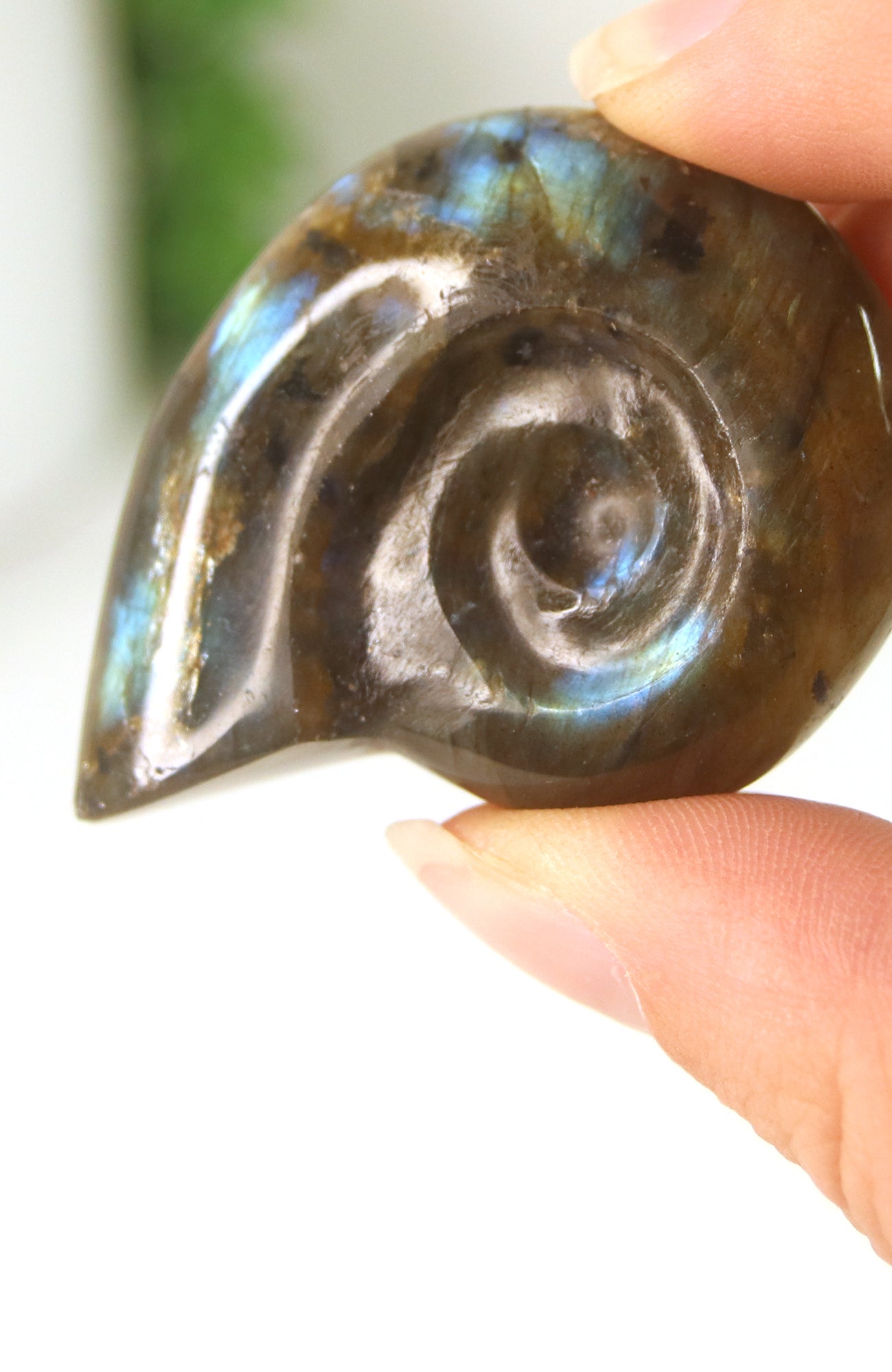 Labradorite Shell